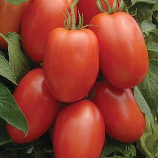 Tomato Roma Great Heirloom Garden Vegetable Seeds by  (350 Seeds)