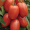 Tomato Roma Great Heirloom Garden Vegetable Seeds by  (350 Seeds)