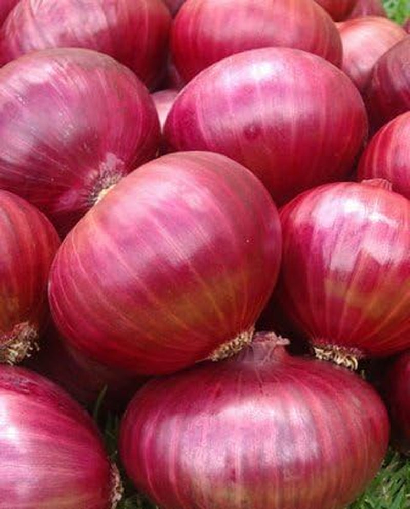 Onion RED Creole Great Heirloom Vegetable Seeds by  (5,000 Seeds)