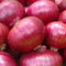 Onion RED Creole Great Heirloom Vegetable Seeds by  (5,000 Seeds)