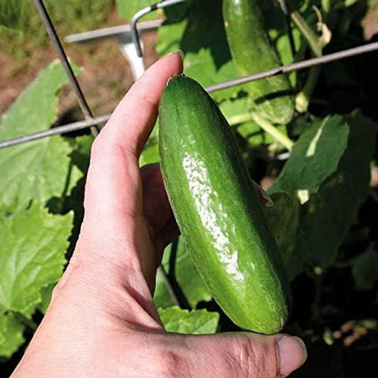 Baby Cucumber Seeds, Gormet Mini, Pack of 10 Seeds