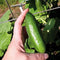 Baby Cucumber Seeds, Gormet Mini, Pack of 10 Seeds