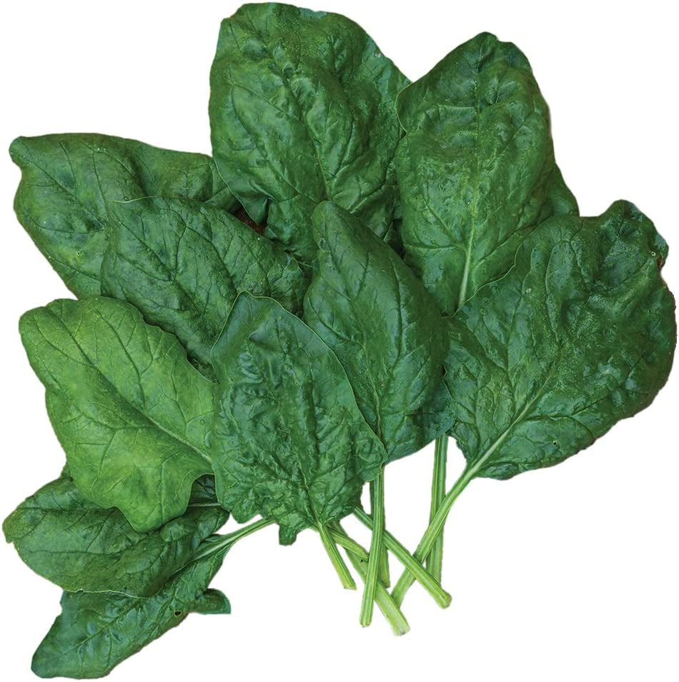 Bloomsdale Long Standing Spinach Seeds 1000 Seeds