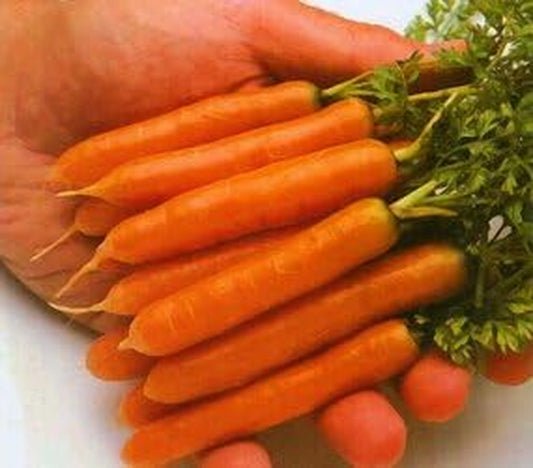 Carrot Little Finger Great Heirloom Vegetable Seeds by  2,000 Seeds