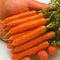 Carrot Little Finger Great Heirloom Vegetable Seeds by  2,000 Seeds